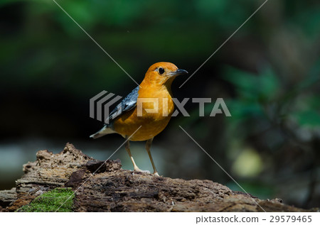 Orange-headed thrush (Geokichla citrina) Orange-headed thrush (Geokichla citrina) 29579465
