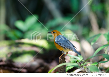 Orange-headed thrush (Geokichla citrina) Orange-headed thrush (Geokichla citrina) 29579466