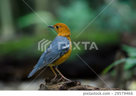Orange-headed thrush (Geokichla citrina) 29579468