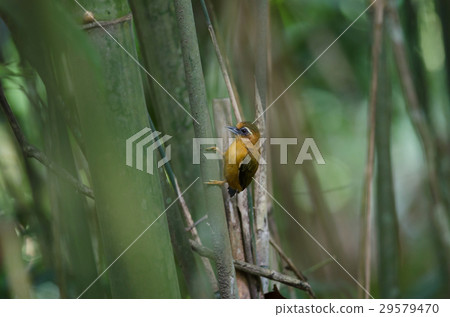 White-browed piculet male in the nature. 29579470