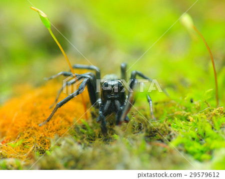 生物，昆蟲，昆蟲，蜘蛛，飛虎 29579612