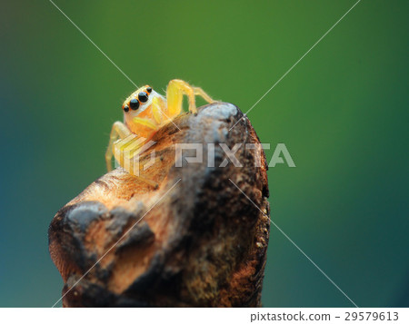 生物,昆蟲,昆蟲,蜘蛛,飛躍 生物,昆蟲,昆蟲,蜘蛛,飛躍 29579613