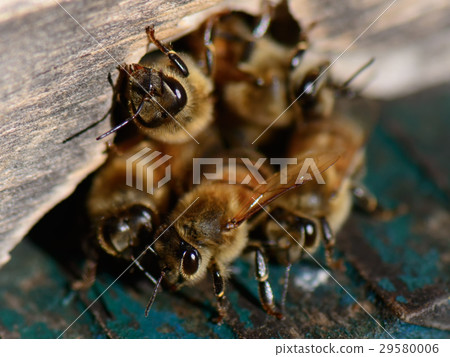 Bee Honeybee 29580006