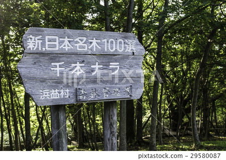 Senbon Nara招牌森林巨人100選擇 29580087