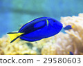 Pseudo-tailed pelican tropical fish blue fish 29580603
