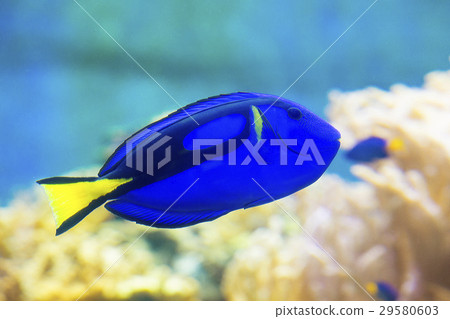 擬刺尾鯛 熱帶魚 藍魚 29580603