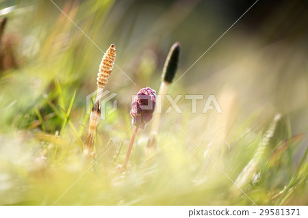 Himeodorikoshou and Tsukushi 29581371