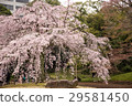 Weeping cherry blossoms at Koishikawa Korakuen (Tokyo) Shot on April 1, 2017 29581450