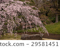 Weeping cherry blossoms at Koishikawa Korakuen (Tokyo) Shot on April 1, 2017 29581451