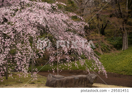 在小石川後樂園(東京)的垂枝櫻花拍攝於2017年4月1日 在小石川後樂園(東京)的垂枝櫻花拍攝於2017年4月1日 29581451