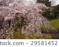 Weeping cherry blossoms at Koishikawa Korakuen (Tokyo) Shot on April 1, 2017 29581452