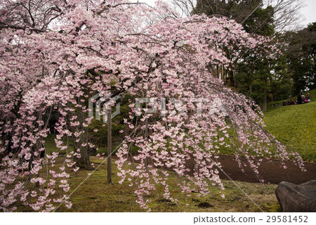 在小石川後樂園(東京)的垂枝櫻花拍攝於2017年4月1日 在小石川後樂園(東京)的垂枝櫻花拍攝於2017年4月1日 29581452