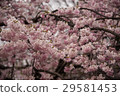 Weeping cherry blossoms at Koishikawa Korakuen (Tokyo) Shot on April 1, 2017 29581453