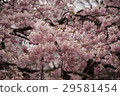 Weeping cherry blossoms at Koishikawa Korakuen (Tokyo) Shot on April 1, 2017 29581454