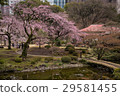 Weeping cherry blossoms at Koishikawa Korakuen (Tokyo) Shot on April 1, 2017 29581455