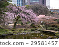 Weeping cherry blossoms at Koishikawa Korakuen (Tokyo) Shot on April 1, 2017 29581457