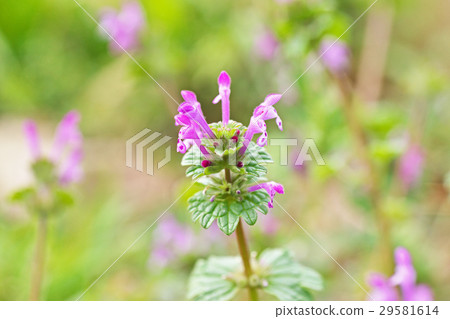 野草 野草 29581614