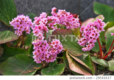 喜馬拉雅山Yukinoshita 29581617