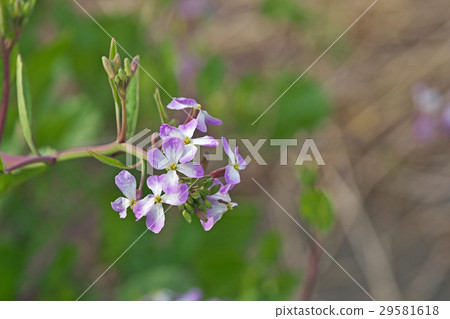 Hamadonkon花 29581618