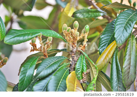 枇杷的年輕果實 29581619