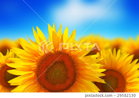Sunflower field against blue sky 29582130