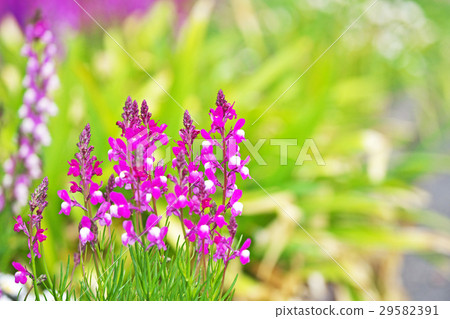 Princess Goldfish Grass (Linalia) 29582391