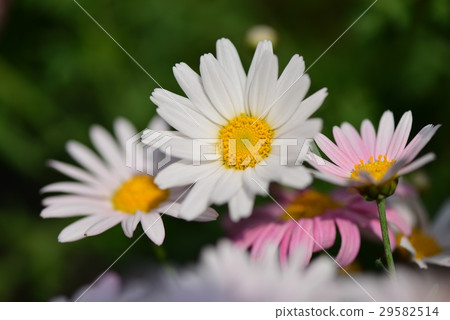 瑪格麗特 花 瑪格麗特 花 29582514