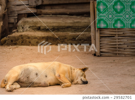 Brown homeless Thai dog sleep on the side street 29582701