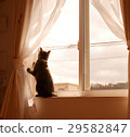 Window-side cat 29582847