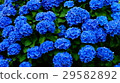 Hydrangea 29582892
