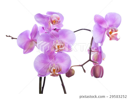 gentle lilac branch of orchid is isolated on white gentle lilac branch of orchid is isolated on white 29583252