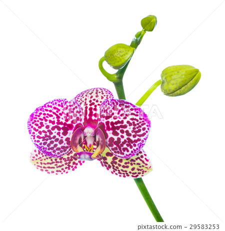 Blooming lilac spotty orchid isolated Blooming lilac spotty orchid isolated 29583253