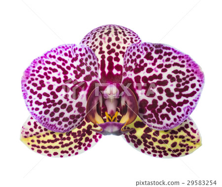 motley orchid of unusual  coloring 29583254