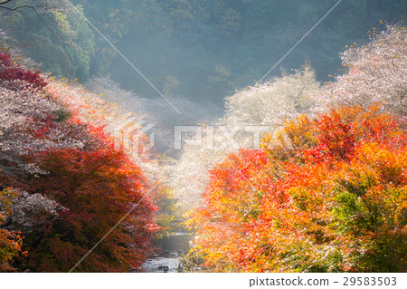 Nagoya, Obara Sakura in autumn 29583503
