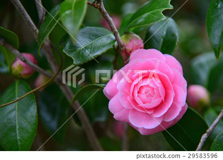 山茶花 山茶花 29583596