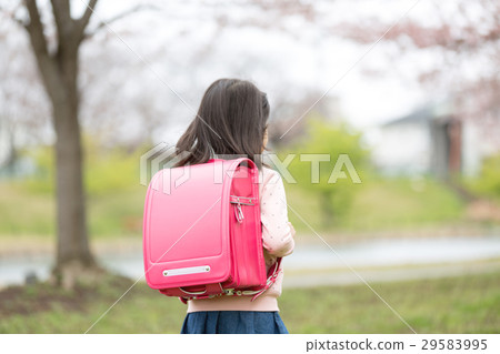 Elementary school new first grade cherry tree spring 29583995