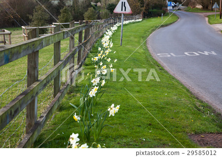 daffodils in spring in the British countryside 29585012