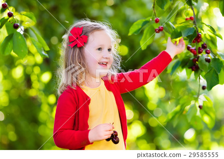 Little girl picking cherry in fruit garden Little girl picking cherry in fruit garden 29585555