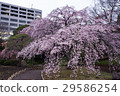 Weeping cherry blossoms at Koishikawa Korakuen (Tokyo) Shot on April 1, 2017 29586254