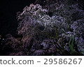 Light-up Shikare Sakura at Rokugien (Tokyo) * Shot on April 1, 2017 29586267