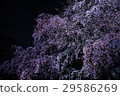 Light-up Shikare Sakura at Rokugien (Tokyo) * Shot on April 1, 2017 29586269