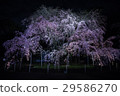 Light-up Shikare Sakura at Rokugien (Tokyo) * Shot on April 1, 2017 29586270