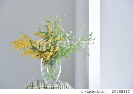 Mimosa at the window side and Marycalia Mimosa at the window side and Marycalia 29586317