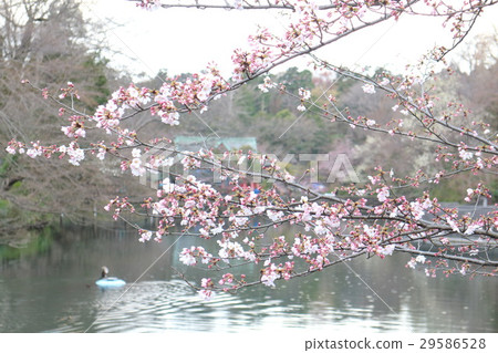 Inoko Park 29586528