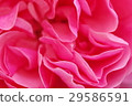 Rose   29586591