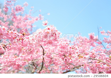 櫻花盛開 29586604