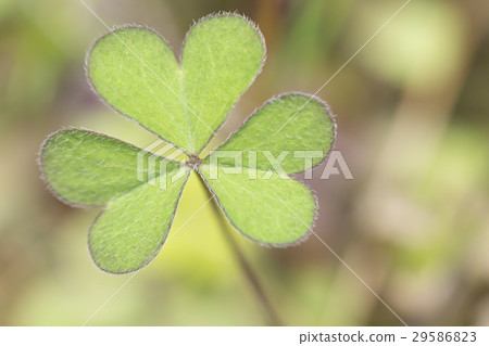 Katakami leaves 29586823