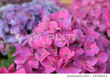 繡球花“夏威夷葡萄” 29586832