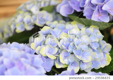 繡球花“神奇的紫水晶” 29586835