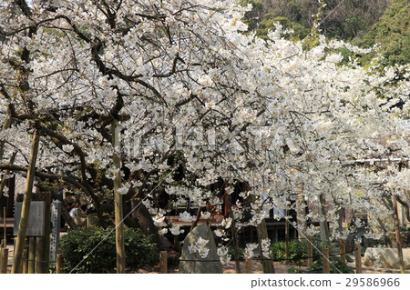 Uba cherry tree at Taiwaraji Uba cherry tree at Taiwaraji 29586966
